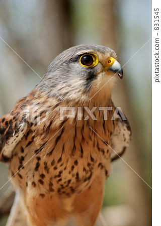 Chrysanthemum Chrysanthemum 831545