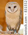 倉owl 831552
