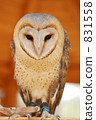 倉owl 831558