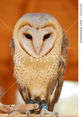倉owl 831558