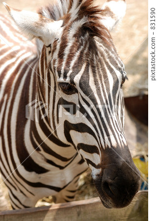 zebra zebra 831590