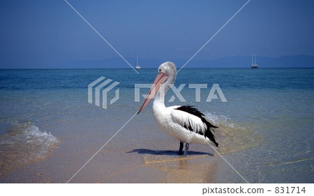 Great Barrier Reef  831714