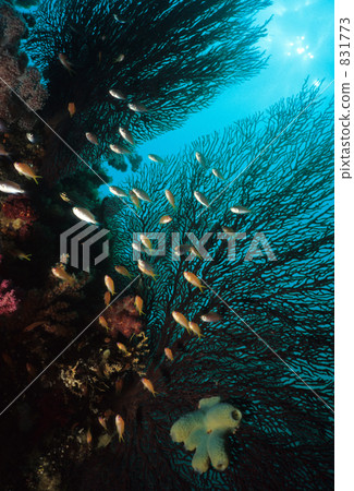 orange sea perch, melithaea, school of fish 831773