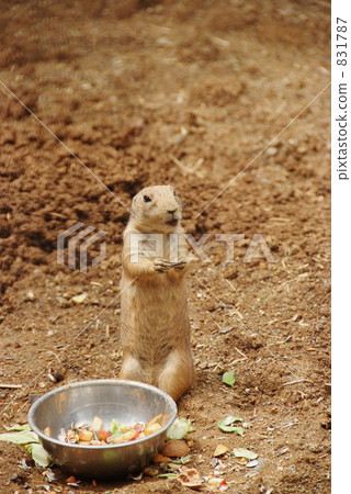 Prairie dog Prairie dog 831787