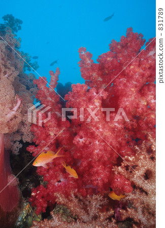 orange sea perch, soft coral, saltwater fish 831789