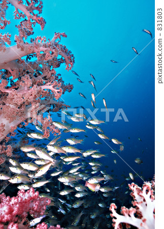 半線天竺鯛 軟珊瑚 魚群 831803