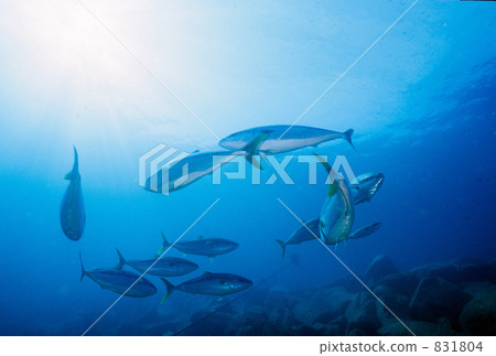 黃尾魚 魚群 鹹水魚 831804