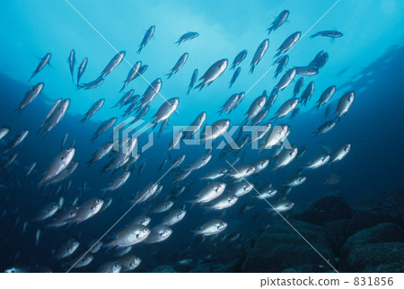 小熱帶魚 大群 一群 831856