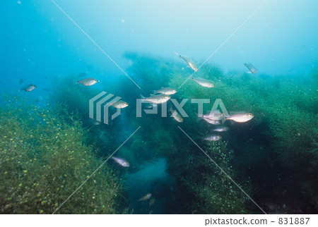 sargassum fulvellum, half-lined cardinal, school of fish 831887