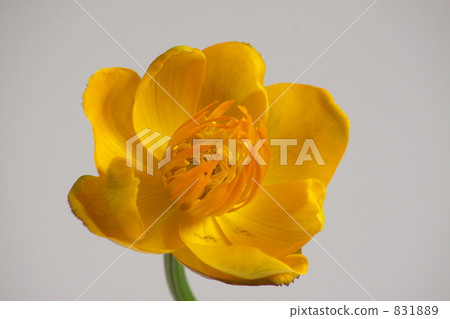 Trollius Trollius 831889