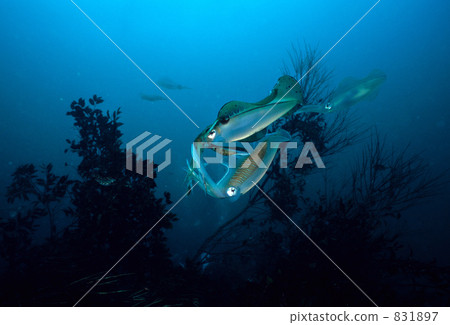 萊氏擬烏賊 橢圓形魷魚 海底的 831897