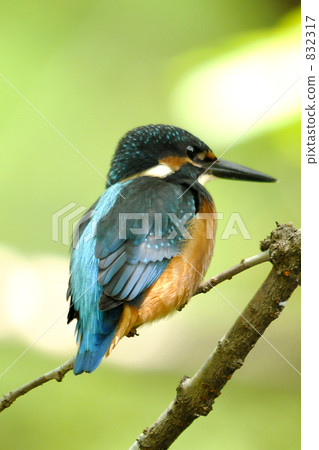 Kingfisher Kingfisher 832317