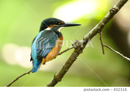 Kingfisher Kingfisher 832318