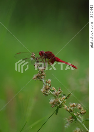 Red dragonfly Red dragonfly 832443