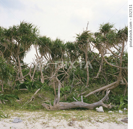 竹富島·樹木 832531