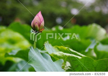 Lotus flower Tokyo · Ueno · Shinobazu Pond 832830