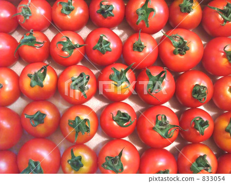 Tomato Tomato 833054