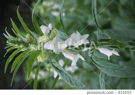 Sesame flowers Sesame flowers 833055