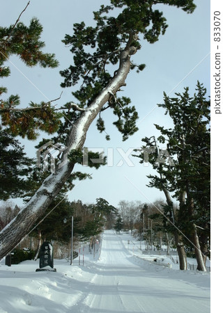 Pine trees of Muzawawa Highway Pine trees of Muzawawa Highway 833070