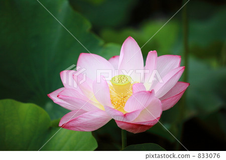 Lotus flower Tokyo · Ueno · Shinobazu Pond 833076