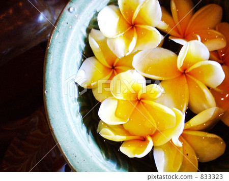 bloom, blossom, blossoms 833323