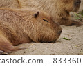 Capybara 833360