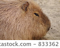 Capybara 833362