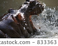 Splashes and hippos 833363