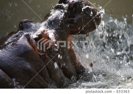 Splashes and hippos 833363