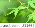 葉 樹葉 葉子 833664