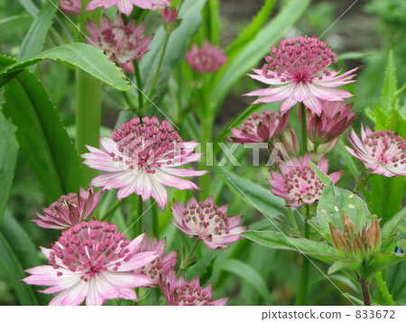 Astrantia市長 Astrantia市長 833672