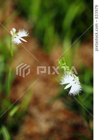 Sagisou昭和紀念公園夏天 Sagisou昭和紀念公園夏天 833976