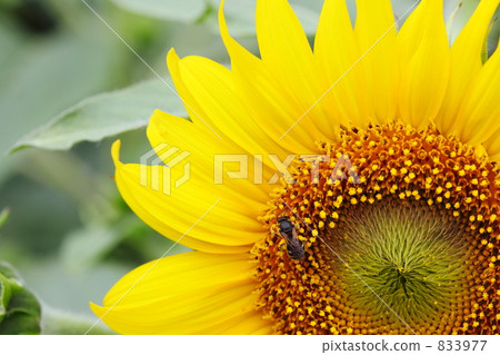 向日葵昭和紀念公園夏天 833977