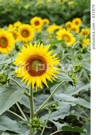 向日葵昭和紀念公園夏天 833979