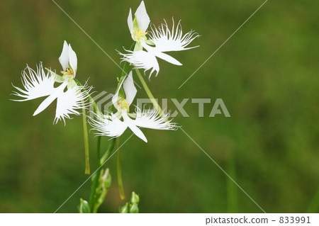 Sagisou昭和紀念公園夏天 Sagisou昭和紀念公園夏天 833991