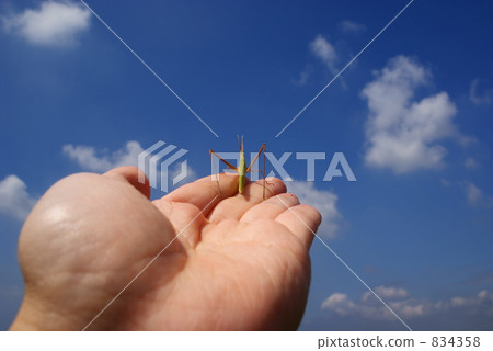grasshopper, locust, oriental longheaded locust 834358