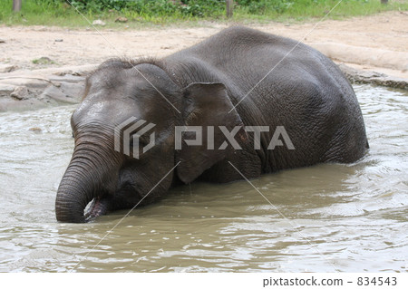 Children's bathing 834543