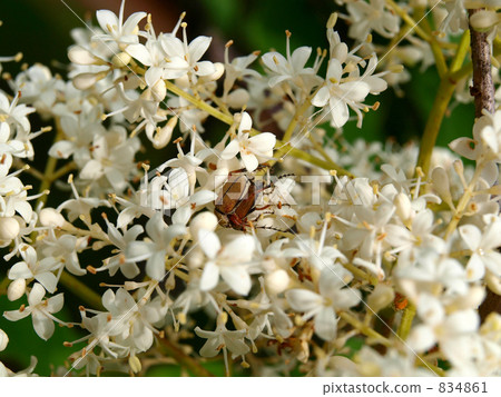 一對 成對 支柱 834861