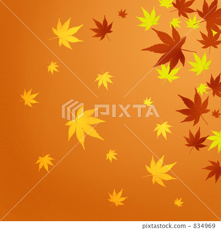 Maple  834969