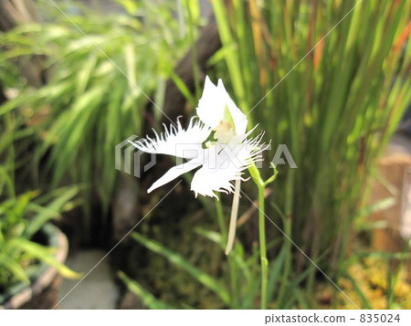 Sagisaw 002 Sagisaw 002 835024