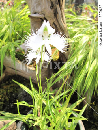 Sagisou 001 Sagisou 001 835025