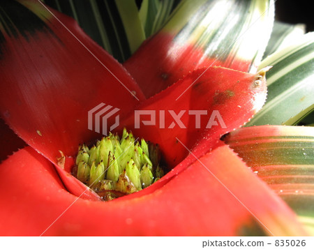 Neoregelia 002 835026