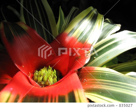 Neoregelia 001 835027