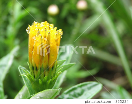 Gazania on a rainy day 835224