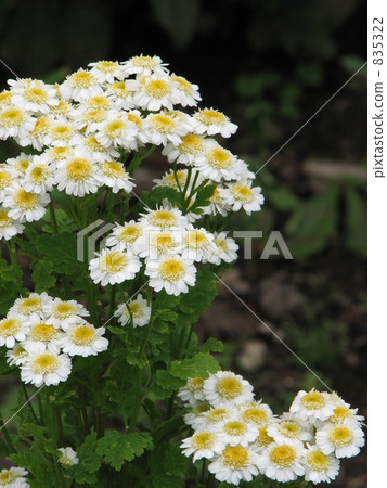 Matrigalia Fever Hugh 835322