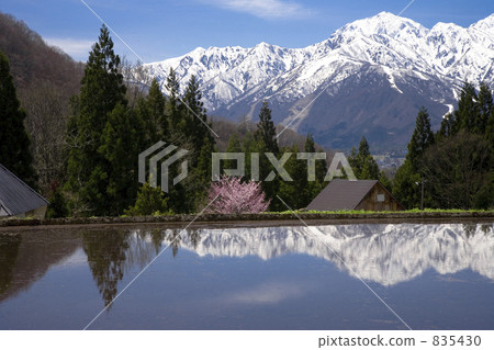 It is a single cherry tree blooming in the mountain village of Hakuba village Aoki district. It is a single cherry tree blooming in the mountain village of Hakuba village Aoki district. 835430