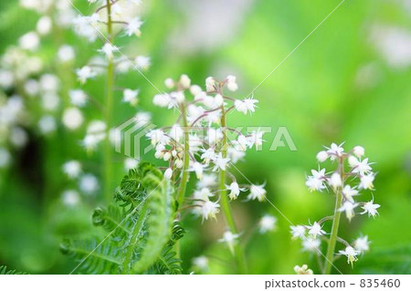 草地 草 野草 835460