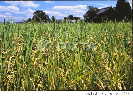 卓有成效的秋天 835771