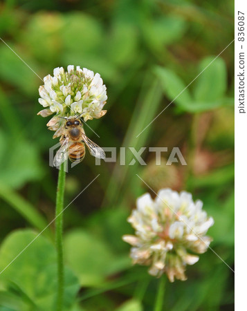 白三葉草和蜜蜂 836087