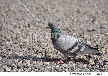 礫石和鴿子 礫石和鴿子 836088